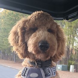 Finn - Goldendoodle