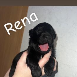 Rena - white collar - Black female German Shepherd puppy in Winterport, Maine from Vom Stevens Old Fashioned German Shepherds