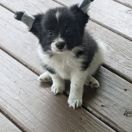 Hudson - White and black male Papillon puppy in Dorset, Ohio from Katies Papillons