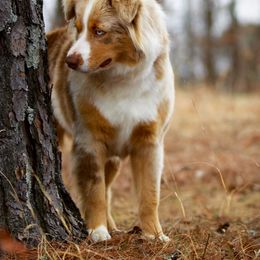 Tequila - Aussiedoodle