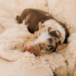 Kit Kat - Red merle female Miniature Australian Shepherd puppy in Enoch, Utah from Twisted H Aussies