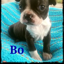Boston Terrier and French Bulldog Puppies from Willis Family Bostons
