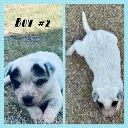 Boy 2 - Blue mottled male Australian Cattle Dog puppy in Prague, Oklahoma from S&B Cattle Co.