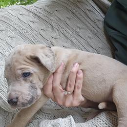 Great Dane Puppies from Harrison Danes