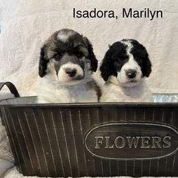 Poodle Puppies from Schrute Farms Standard Poodles