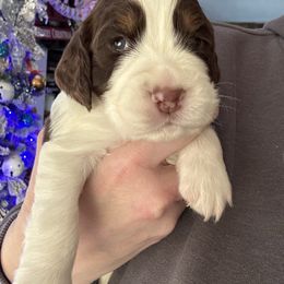 Red collar - Liver white and tan male English Springer Spaniel puppy in Elma, Washington from McCartney Springer’s