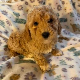 Blue Collar, Female - Apricot female Goldendoodle puppy in Valley Center, Kansas from The Goldendoodle Gal