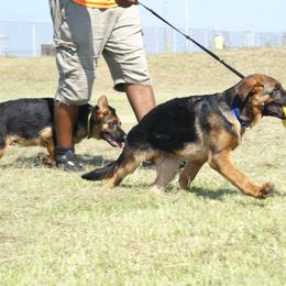 German Shepherd Puppies from Rikah-Haus German Shepherds