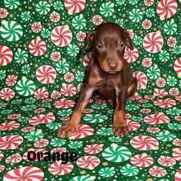 Orange Collar - Red and rust male Doberman Pinscher puppy in Louisville, Kentucky from Ruiz Dobermans