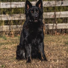 Ollie - German Shepherd