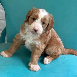 Blue collar boy - Red  male Goldendoodle puppy in Ridgewood, New Jersey from Jessie’s Doodles