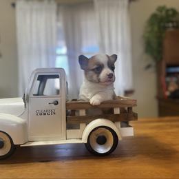 Cranberry - Red female Pembroke Welsh Corgi puppy in Sheldon, Missouri from Clearsky Corgis