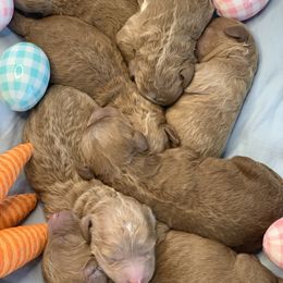 Bernedoodle and Goldendoodle Puppies from Brunsman Country Doodles LLC