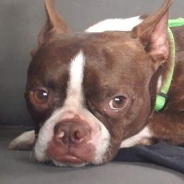 Boston Terriers from Bowles Boston Terriers