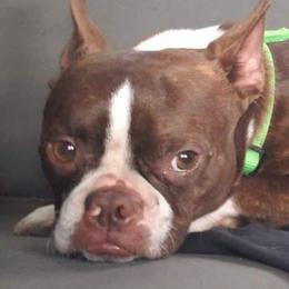 Boston Terriers from Bowles Boston Terriers