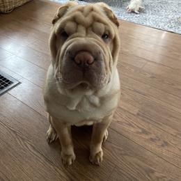 Chinese Shar-Pei Puppies from Blackwitch Farms
