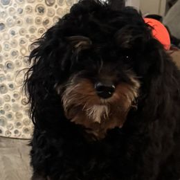 Cavapoos from Susan Worrell