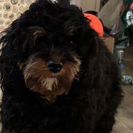Cavapoos from Susan Worrell