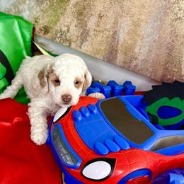 Roosevelt - Parti male Goldendoodle puppy in Sheridan, Arkansas from Arkie Doodles