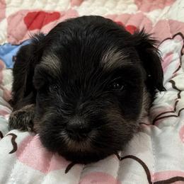 Girl -Pink - Black and silver female Miniature Schnauzer puppy in Stevenson, Alabama from Rivers Edge Schnauzers by Joyce Clark