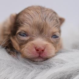 Dove - Chocolate merle female Pomeranian puppy in Westminster, Colorado from VanityPom’s