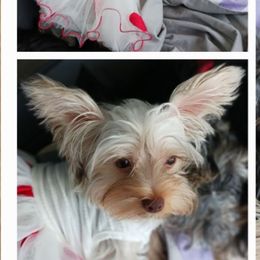 Stella - Yorkshire Terrier