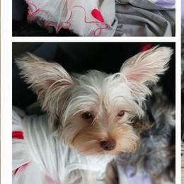 Stella - Yorkshire Terrier