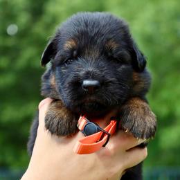 Krush - Black and red male German Shepherd puppy in Canton, Texas from WILDWOOD GERMAN SHEPHERDS
