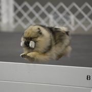 Cardigan Welsh Corgis, Keeshonden, and Rottweilers from KeeRocka Show Dogs