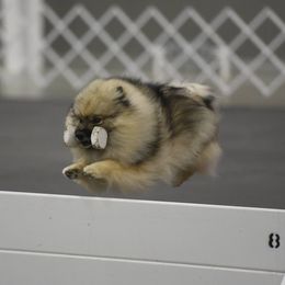 Cardigan Welsh Corgis, Keeshonden, and Rottweilers from KeeRocka Show Dogs