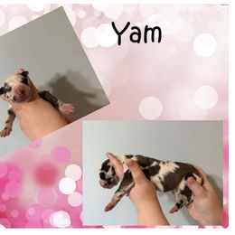 Great Dane Puppies from Alchemy Danes