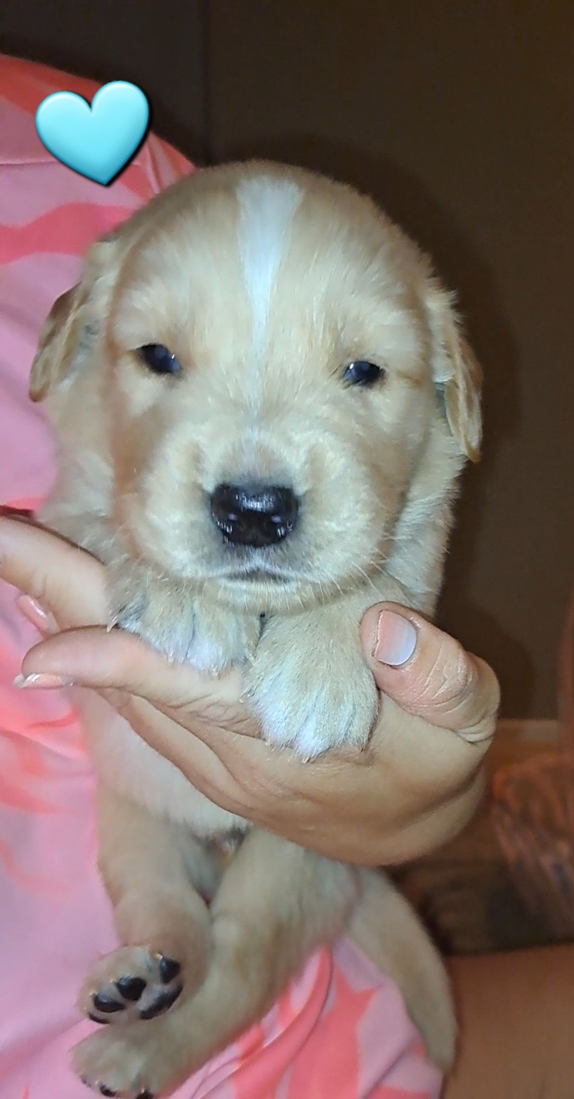 Buba - Golden Golden Retriever puppy in Maricopa, Arizona from Daisy's Golden Kisses- Golden Retrievers of Arizona