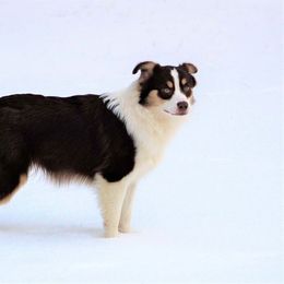 Australian Shepherd and Miniature Australian Shepherd All Grown Up from Ross Ranch Mini and Standard Aussie's