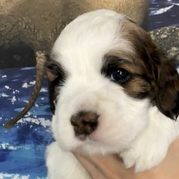 Hudson - Cockapoo puppy in Salem, Oregon from Capital Doodles