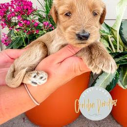 River - Apricot male Goldendoodle puppy in Jacksonville, Florida from First Coast Goldendoodles