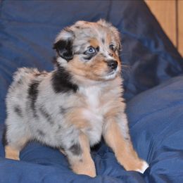 Sandy - Blue merle female Australian Shepherd puppy in Courtland, Alabama from 5R Farms