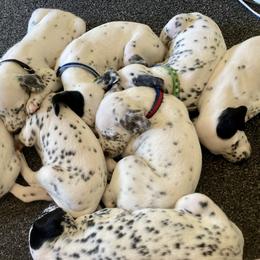 Dalmatian Puppies from Dalmatian Vacation