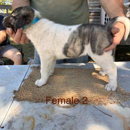 Girl 2 - Biscuit and white female Anatolian Shepherd Dog puppy in Daggett, Michigan from T&S Anatolians