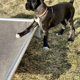 Boxer Puppies from Eagle ID Boxers