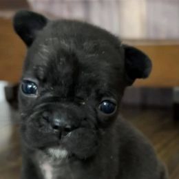 French Bulldogs from Kezia's French Bulldogs
