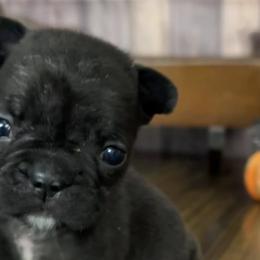 French Bulldogs from Kezia's French Bulldogs