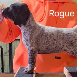 Rogue - Purple girl - Liver and white female German Shorthaired Pointer puppy in Kenai, Alaska from LakeHaus Kennels