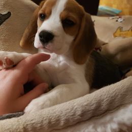 Beagle Puppies from Wilderness Beagles