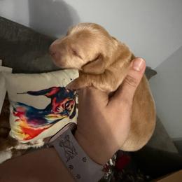 Mochi - Red male Dachshund puppy in Erie, Michigan from Champagne’s Grinch Toe’d Dachshunds
