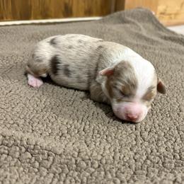 Miniature Australian Shepherd Puppies from Mid-Plains Mini Aussies