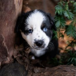 Rosie - Black tri-color female Australian Shepherd puppy in Oakland City, Indiana from Moonlightaussies