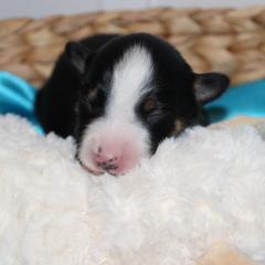 Boy 1 - male Australian Koolie puppy in Sioux Falls, South Dakota from Tenacious Koolies
