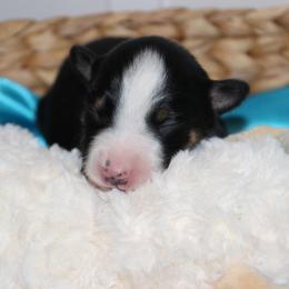 Boy 1 - male Australian Koolie puppy in Sioux Falls, South Dakota from Tenacious Koolies