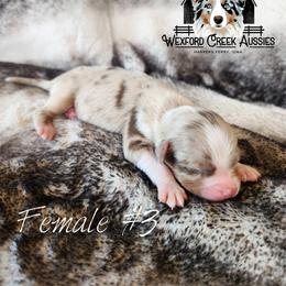 Girl 3 - Red merle female Australian Shepherd puppy in Harpers Ferry, Iowa from Wexford Creek Aussies, LLC