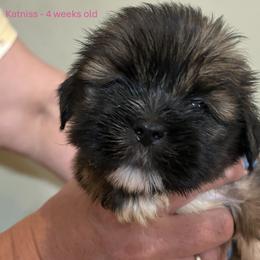 Katniss - Red female Lhasa Apso puppy in Greensboro, North Carolina from Koenigplatz Kennel